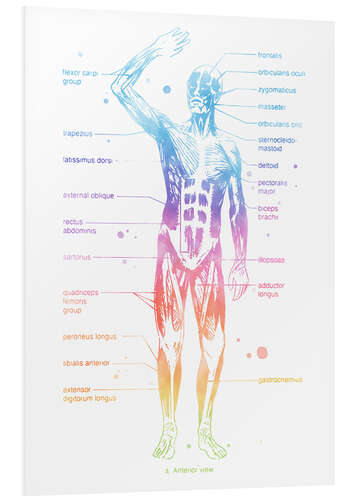 PVC print Rainbow muscle system I.