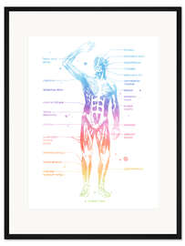 Gerahmter Kunstdruck Regenbogen-Muskelsystem I, beschriftet
