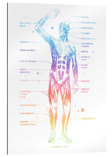 Galleriprint Rainbow muscle system I.