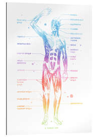 Galleriprint Rainbow muscle system I.