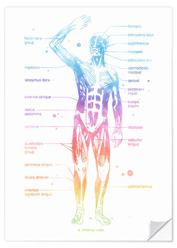Wandsticker Regenbogen-Muskelsystem I, beschriftet