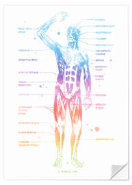 Wandsticker Regenbogen-Muskelsystem I, beschriftet