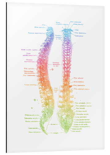 Aluminium print Rainbow spine, labeled