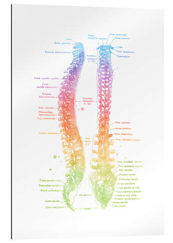 Gallery print Rainbow spine, labeled