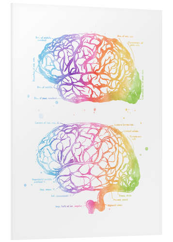 Foam board print Rainbow brain, labeled