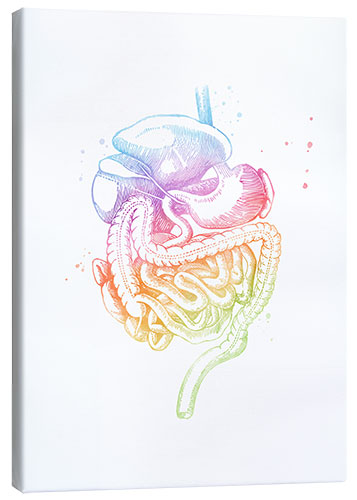 Canvas print Rainbow digestive organs