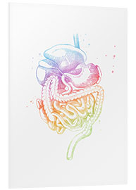 Foam board print Rainbow digestive organs