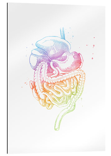 Galleriprint Rainbow digestive organs