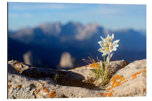 Aluminium print Edelweiss (Leontopodium nivale)