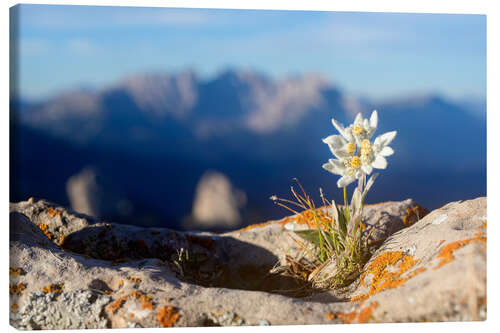 Obraz na płótnie Edelweiss (Leontopodium nivale)