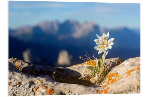 Gallery print Edelweiss (Leontopodium nivale)