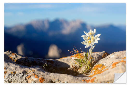 Naklejka na ścianę Edelweiss (Leontopodium nivale)