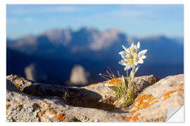 Vinilo para la pared Edelweiss (Leontopodium nivale)