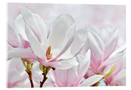 Obraz na szkle akrylowym  Magnolia Blossoms I - Atteloi