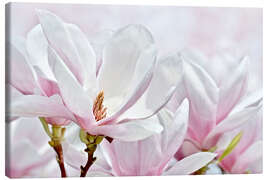 Leinwandbild  Magnolienblüten I - Atteloi