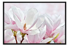 Gerahmter Kunstdruck Magnolienblüten I