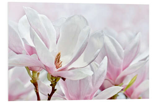 Foam board print Magnolia Blossoms I