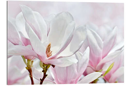 Cuadro de plexi-alu Magnolia Blossoms I