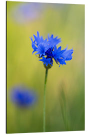 Cuadro de aluminio Blooming Cornflowers