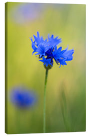 Canvas print Blooming Cornflowers