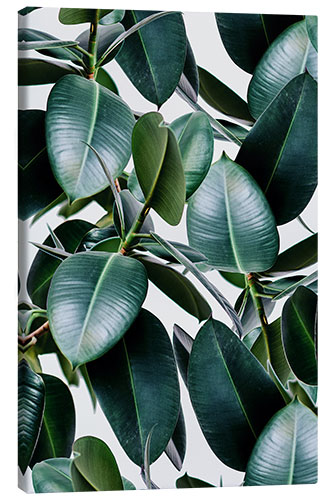 Canvas print Tropical elastica