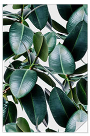 Wall sticker Tropical elastica