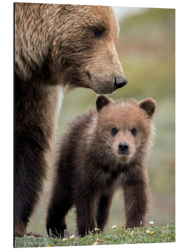 Cuadro de aluminio Grizzly con cachorro