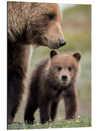 Aluminiumtavla Grizzly with cub