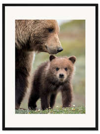 Gerahmter Kunstdruck Grizzly mit Jungtier