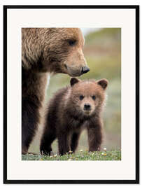 Impresión de arte enmarcada Grizzly con cachorro