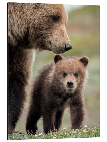 Gallery Print Grizzly mit Jungtier