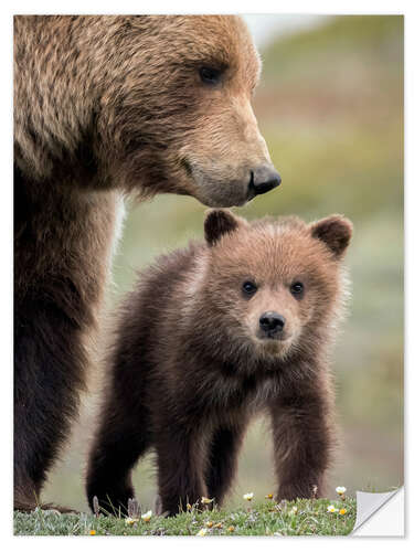 Naklejka na ścianę Grizzly with cub