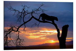 Aluminium print Climbing Leopard in the sunset