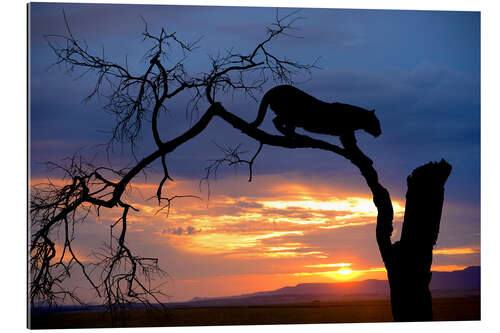 Gallery print Climbing Leopard in the sunset