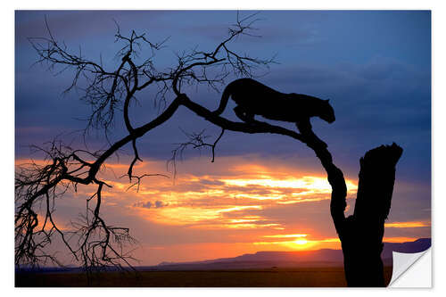 Selvklæbende plakat Climbing Leopard in the sunset