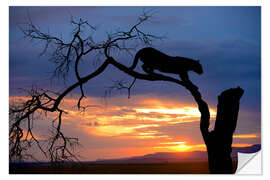 Selvklebende plakat Climbing Leopard in the sunset