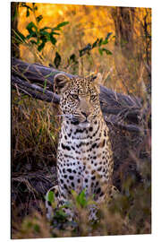 Alubild Aufmerksamer Leopard