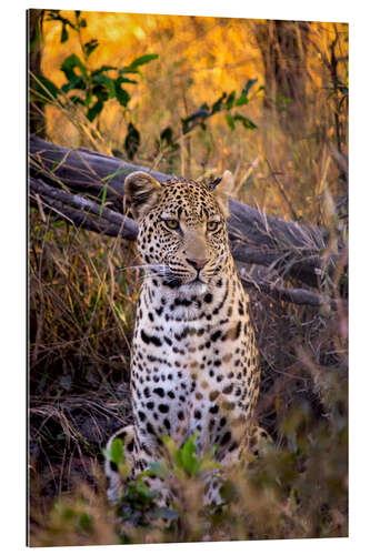 Galleritryck Attentive Leopard