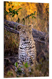 Galleritryck Attentive Leopard