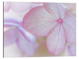 Aluminiumsbilde Pink hydrangea blossom