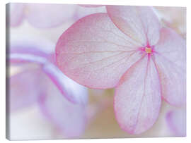 Canvastavla Pink hydrangea blossom