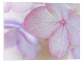 Foam board print Pink hydrangea blossom