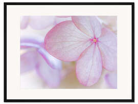Gerahmter Kunstdruck Rosa Hortensienblüte