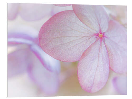 Gallery print Pink hydrangea blossom