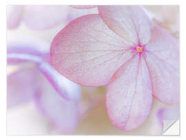 Vinilo para la pared Flor rosa hortensia