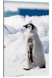 Aluminium print Emperor penguin chick in the snow