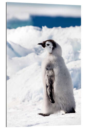 Gallery print Emperor penguin chick in the snow