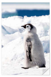 Selvklebende plakat Emperor penguin chick in the snow