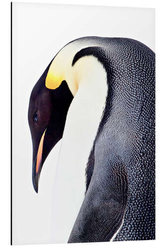 Alumiinitaulu Portrait of an emperor penguin