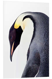 Foam board print Portrait of an emperor penguin